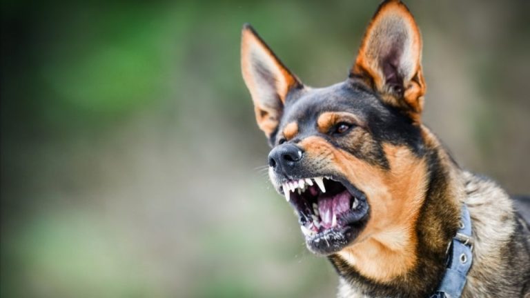 What a Dog Bite Lawyer Will Do For You – dirittiregionali